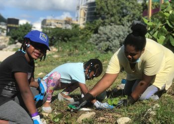 Re-greening SXM Project to Launch their Final Tree Planting Event