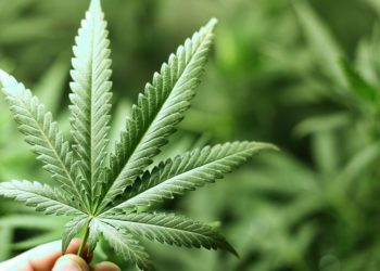 Cannabis growers file lawsuit because of ‘unfair lottery draw’