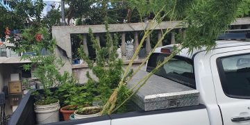 Hemp plants found at home