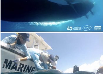 Dutch Caribbean Nature Alliance and Partners to Conduct Research into Shark Populations in the North Eastern Caribbean