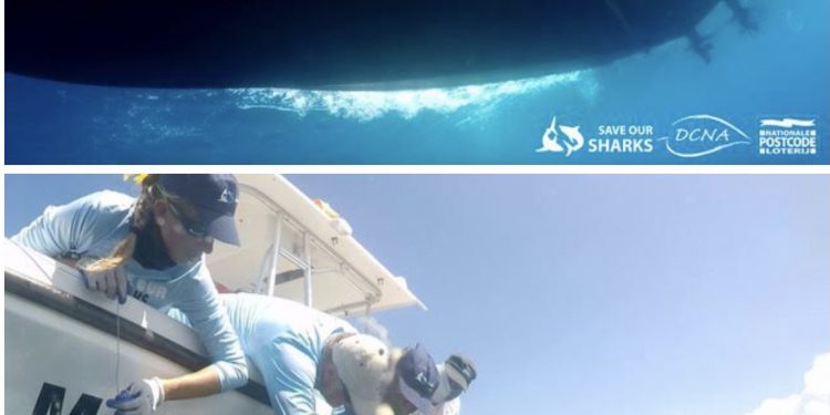 Dutch Caribbean Nature Alliance and Partners to Conduct Research into Shark Populations in the North Eastern Caribbean