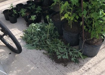 Man arrested for violation of the BES Opium Act