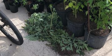 Man arrested for violation of the BES Opium Act