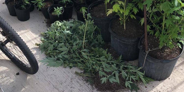 Man arrested for violation of the BES Opium Act