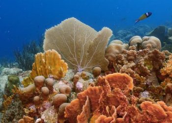 DCNA Concludes Management Success Project for Dutch Caribbean Protected Areas