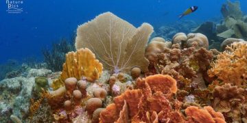 DCNA Concludes Management Success Project for Dutch Caribbean Protected Areas