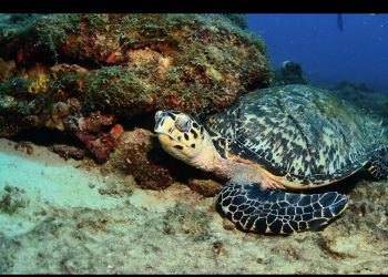 Nature Foundation Reminds Residents and Visitors to Take Care During Sea Turtle Nesting Season.