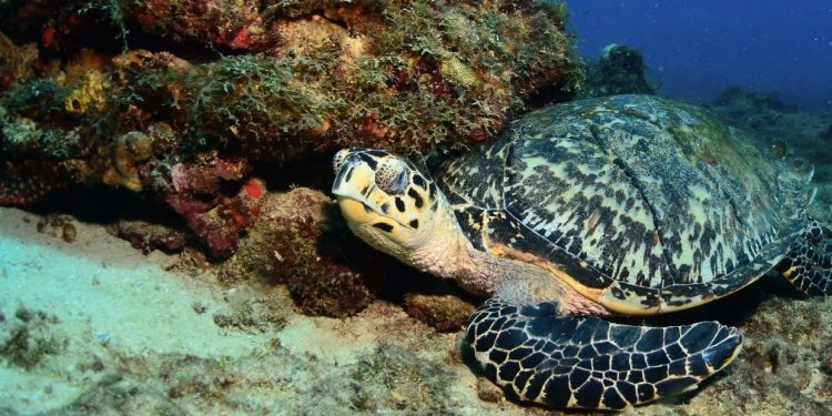 Nature Foundation Reminds Residents and Visitors to Take Care During Sea Turtle Nesting Season.