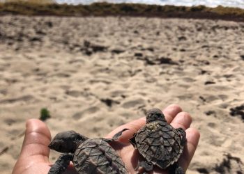 Sea Turtle Nesting Season Irregularities are Rising, Vigilance also Needed outside the Nesting Season.
