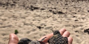 Sea Turtle Nesting Season Irregularities are Rising, Vigilance also Needed outside the Nesting Season.