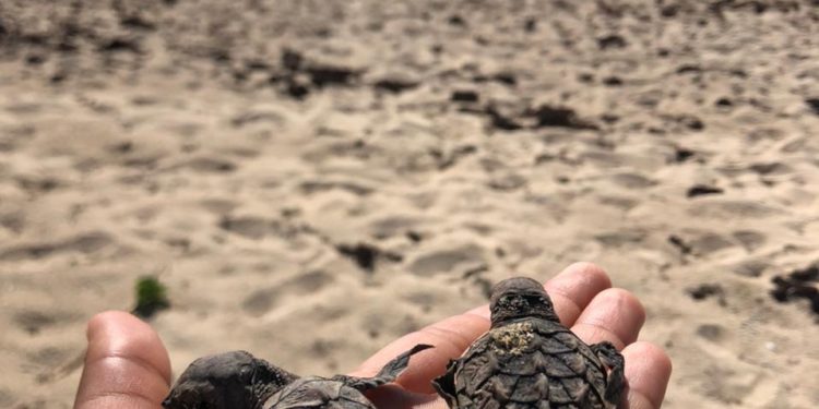 Sea Turtle Nesting Season Irregularities are Rising, Vigilance also Needed outside the Nesting Season.