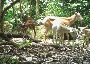 Goat control project awaits necessary equipment