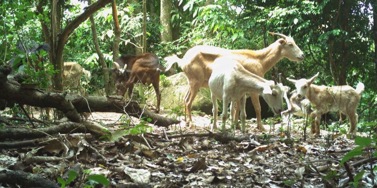 Goat control project awaits necessary equipment