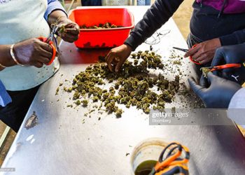 Marijuana News Today