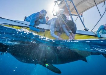 Ground-breaking Shark Research Conducted in St. Maarten Waters