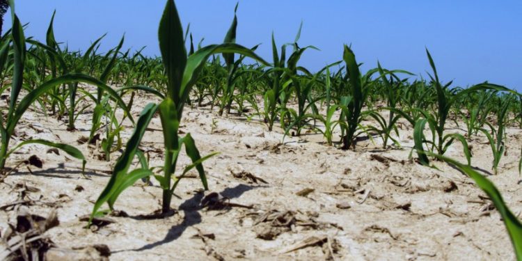 Climate change poses serious health risk for people in the Netherlands, says expert