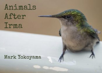 New Book Explores the Impact of Hurricane Irma on St. Martin Wildlife