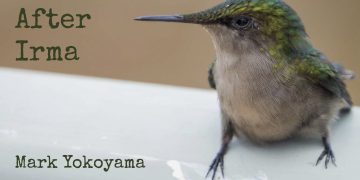 New Book Explores the Impact of Hurricane Irma on St. Martin Wildlife