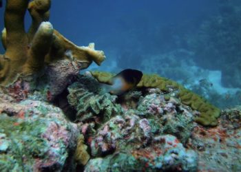 Presupuesto extra para la naturaleza en el Caribe Neerlandés