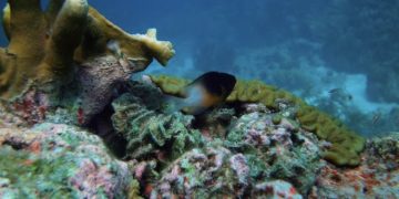 Presupuesto extra para la naturaleza en el Caribe Neerlandés