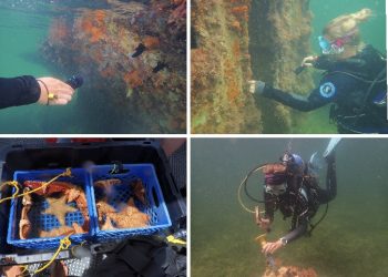 St.  Maarten Nature Foundation completa la asistencia a los proyectos de eliminación de naufragios de NRPB