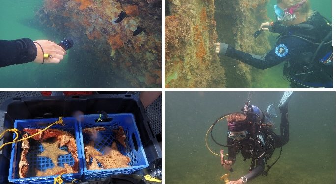 St.  Maarten Nature Foundation completa la asistencia a los proyectos de eliminación de naufragios de NRPB