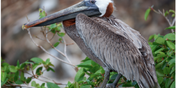 Lanzamiento del Proyecto Sint Maarten Pelican por EPIC