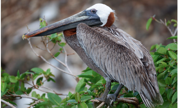 Lanzamiento del Proyecto Sint Maarten Pelican por EPIC