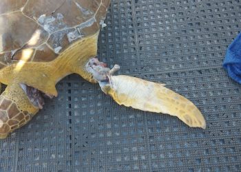 Nature Foundation informa que dos tortugas marinas fueron golpeadas fatalmente por botes