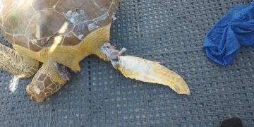 Nature Foundation informa que dos tortugas marinas fueron golpeadas fatalmente por botes
