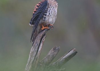 The Nature Foundation St. Maarten capacita a los residentes para que se conviertan en guías turísticos profesionales de observación de aves
