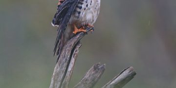 The Nature Foundation St. Maarten capacita a los residentes para que se conviertan en guías turísticos profesionales de observación de aves