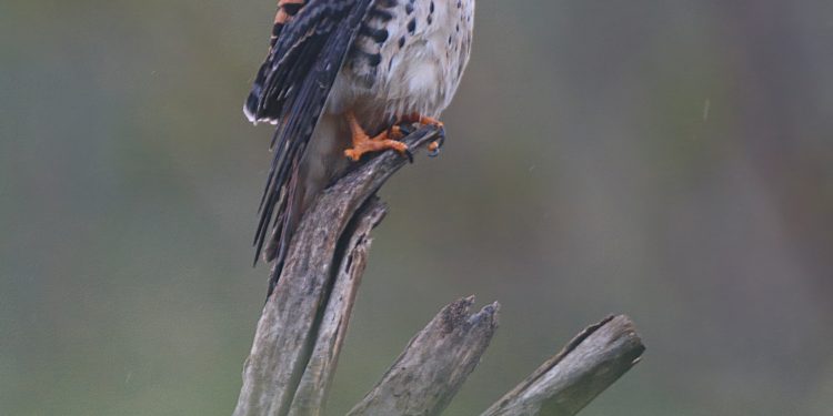 The Nature Foundation St. Maarten capacita a los residentes para que se conviertan en guías turísticos profesionales de observación de aves