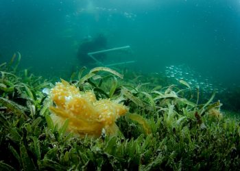 Las hierbas marinas invasoras y las medusas invertidas nativas luchan por el espacio