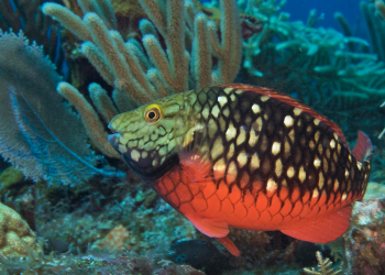 Pez loro: importantes guardianes de los arrecifes de coral