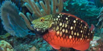 Pez loro: importantes guardianes de los arrecifes de coral