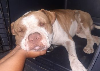 La policía de St. Maarten captura con éxito a un perro peligroso; Se insta al propietario a ponerse en contacto con las autoridades