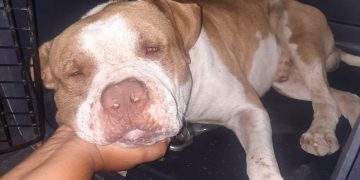 La policía de St. Maarten captura con éxito a un perro peligroso; Se insta al propietario a ponerse en contacto con las autoridades