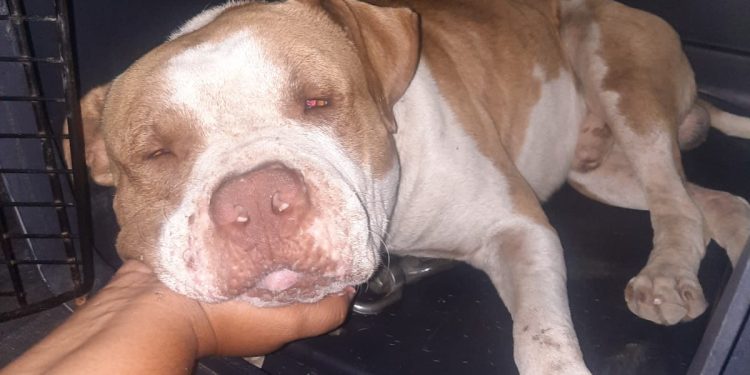 La policía de St. Maarten captura con éxito a un perro peligroso; Se insta al propietario a ponerse en contacto con las autoridades