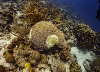 Enfermedad de pérdida de tejido de corales pétreos en el Caribe holandés