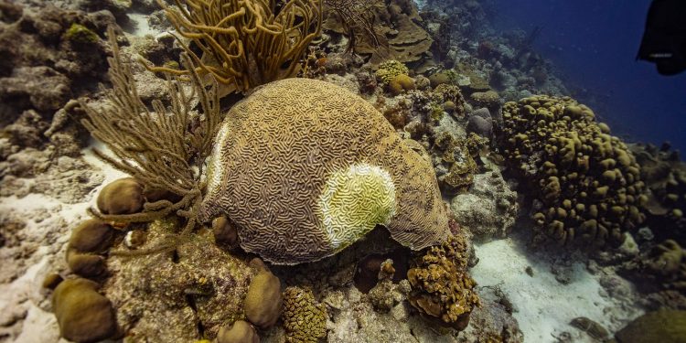 Enfermedad de pérdida de tejido de corales pétreos en el Caribe holandés