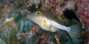 Puffers in Peril: ¿Qué está pasando con el pez globo?