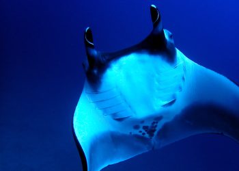 Rays of Hope: Fortalecimiento de los esfuerzos de conservación de las mantarrayas