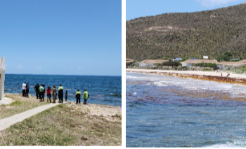 Misteriosas muertes se desarrollan en la playa de Guana-Bay: investigación en curso