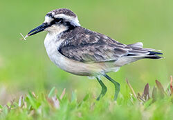 Capacitación de guías de aves certifica con éxito a 11 participantes en la isla