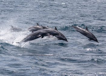 Conozca Yarari: el parque natural más nuevo del Caribe