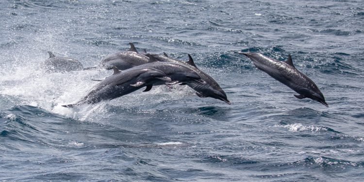 Conozca Yarari: el parque natural más nuevo del Caribe