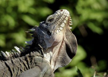 Guana Guardians: salvaguardando las iguanas para un futuro vibrante