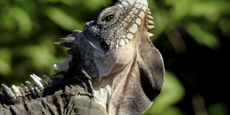 Guana Guardians: salvaguardando las iguanas para un futuro vibrante