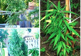 Reporte policial de algunos sucesos ocurridos en St. Eustatius